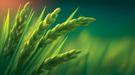 阳光下绿色稻穗的特写摄影图