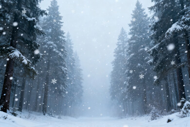 雪落松林静谧冬景