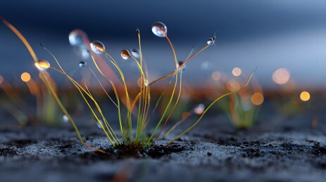 微距下的露珠与草茎特写
