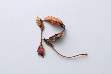 秋天枯黄树叶的英文大写字母R图案扁平背景