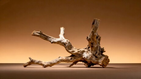 枯木枝干复古装饰场景