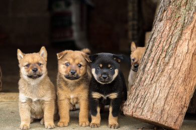 几只可爱的小狗崽