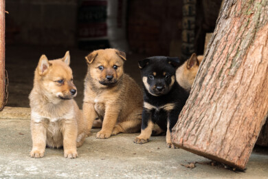 几只可爱的小狗崽