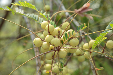 结在树上的油甘果