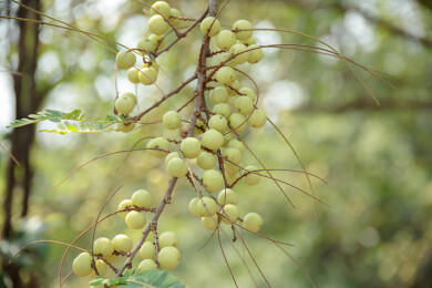 结在树上的油甘果