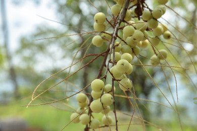 结在树上的油甘果