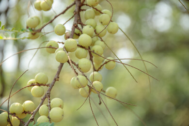 结在树上的油甘果