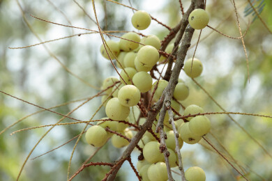 结在树上的油甘果