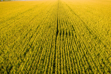 黑龙江省嫩江市秋季丰收金色农田航拍