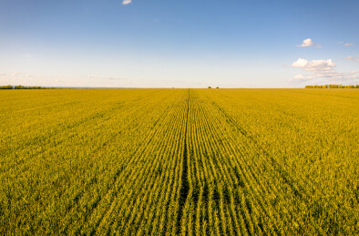 黑龙江省嫩江市秋季丰收金色农田航拍