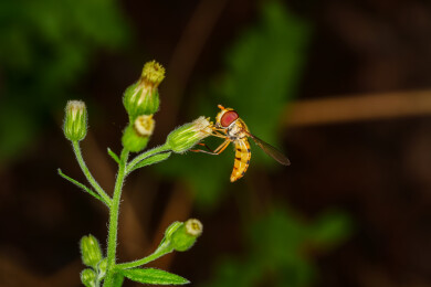 绿色黑带蚜蝇采蜜特写