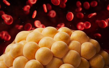 血液中的脂肪组织三维渲染