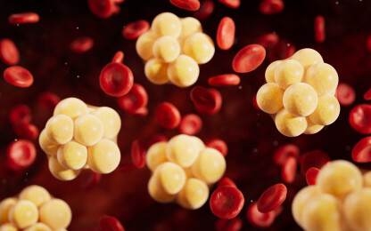 血液中的脂肪组织三维渲染