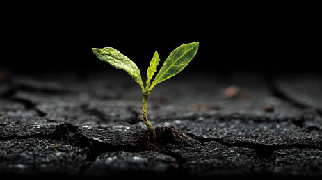 黑土地上一株嫩绿的秧苗