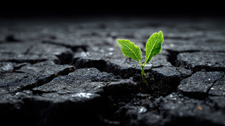 黑土地上一株嫩绿的秧苗