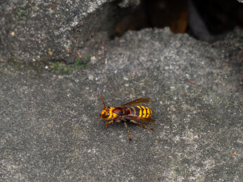 地面上的黄边胡蜂