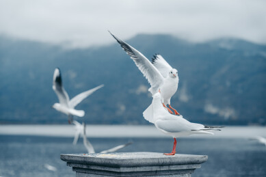 昆明冬天海埂大坝的红嘴鸥
