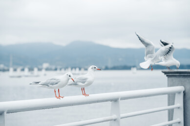 昆明冬天海埂大坝的红嘴鸥