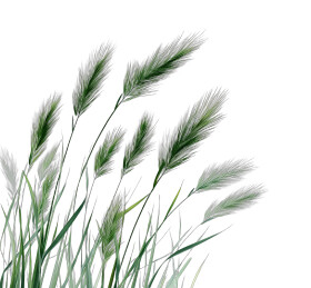 绿色野生草丛特写