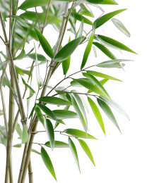 翠绿竹叶与细竹茎的特写