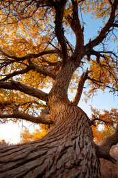 中国敦煌戈壁上的胡杨林