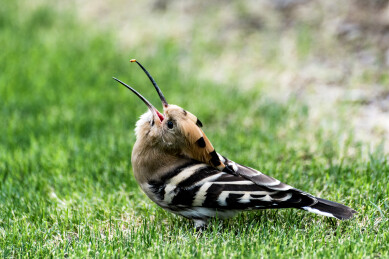 一只在草地上捕食飞虫的戴胜鸟动作抓拍