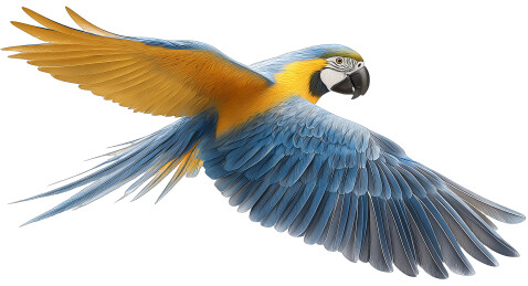 色彩艳丽的蓝黄金刚鹦鹉飞翔