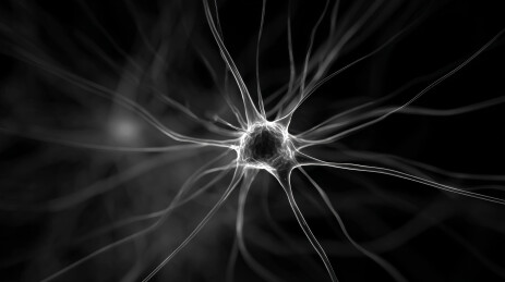 黑白神经细胞的分支