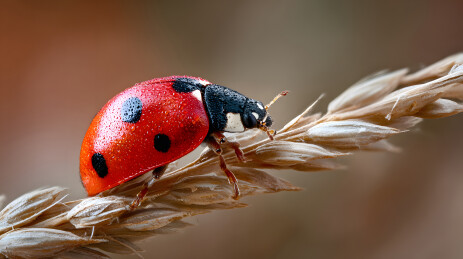 七星瓢虫栖息麦穗上