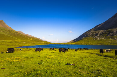 中国四川甘孜藏族自治州塔公草原牧场