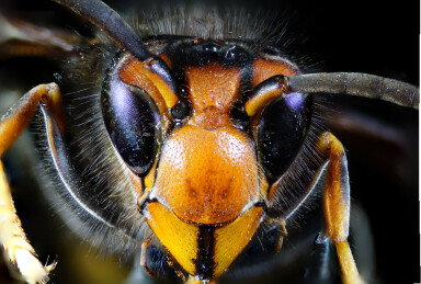 超微距胡蜂头部特写