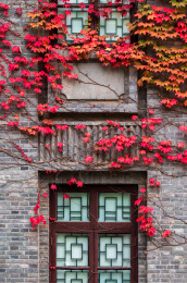 南京总统府景区花窗边的爬墙虎