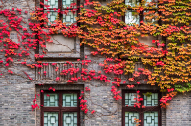 秋天南京总统府景区花窗边的爬墙虎