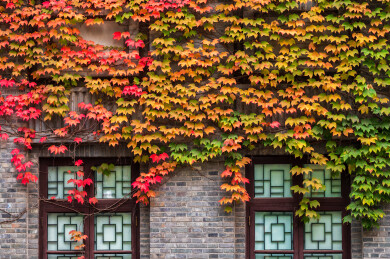 秋天南京总统府景区花窗边的爬墙虎