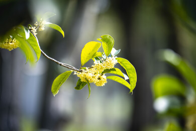 金秋桂花飘香