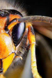 左侧胡蜂头部微距特写