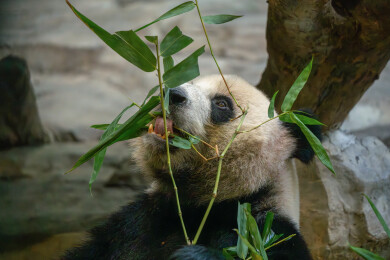动物园中正在吃竹子的大熊猫