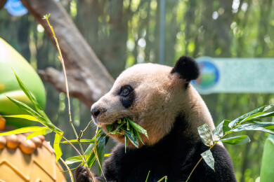 动物园中正在吃竹子的大熊猫