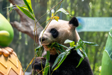动物园中正在吃竹子的大熊猫