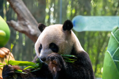 动物园中正在吃竹子的大熊猫