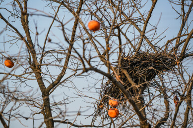 柿子树上的雀巢