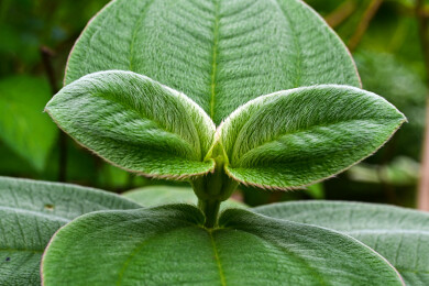 阳光下的绿色植物银毛野牡丹叶片特写