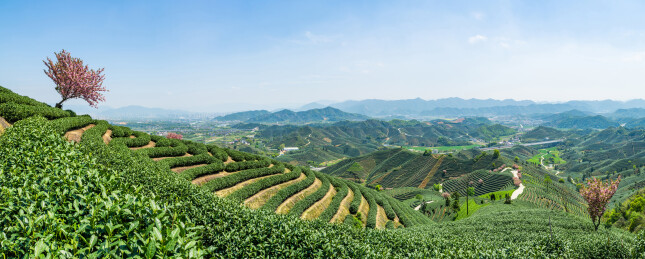 浙江杭州富阳茶园梯田春景