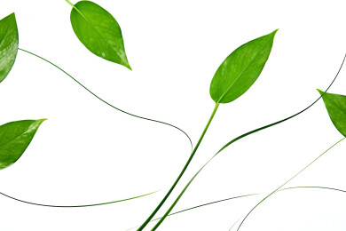绿叶植物特写清新自然