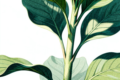 植物叶片特写艺术插画