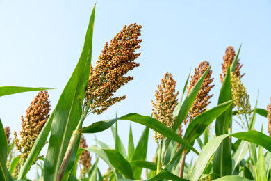 高粱穗在蓝天下的特写