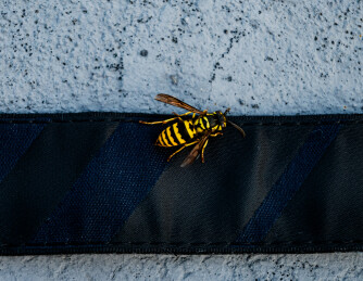 胡蜂停落黑色物体上