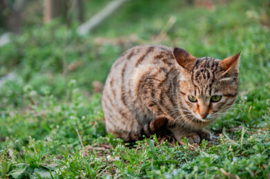 一只可爱的小花猫