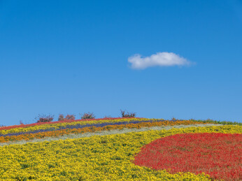 日本北海道富良野郊外的田园花海风光