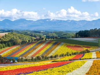 日本北海道富良野郊外的田园花海风光